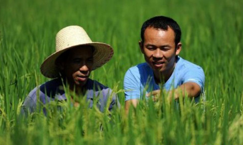 邢镭（右）和村民刘小林在交流紫稻生长状况