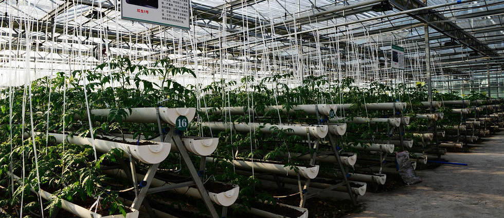 �ִ�ũҵ԰���߲˲�ҵ԰