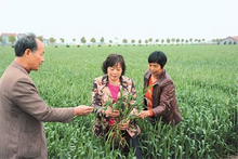 杭兰英（中） 指导群众种植管理麦子。
