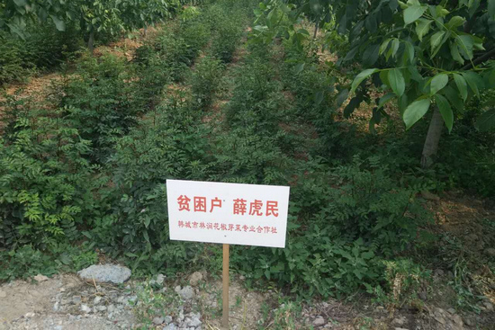 孙振林:用花椒芽菜托起致富梦的带头人【4】