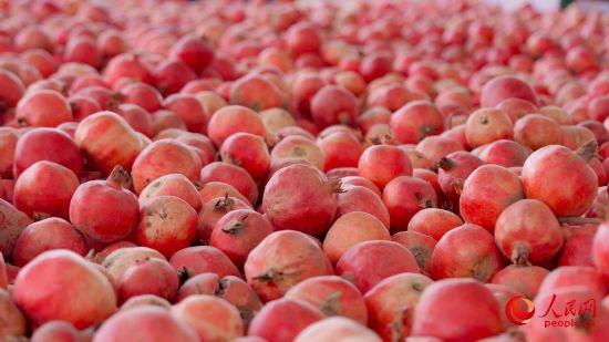 新鮮採摘的石榴。人民網 李欣洋攝